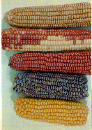 maize kernel color traits