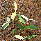 [maize mutant seedlings]